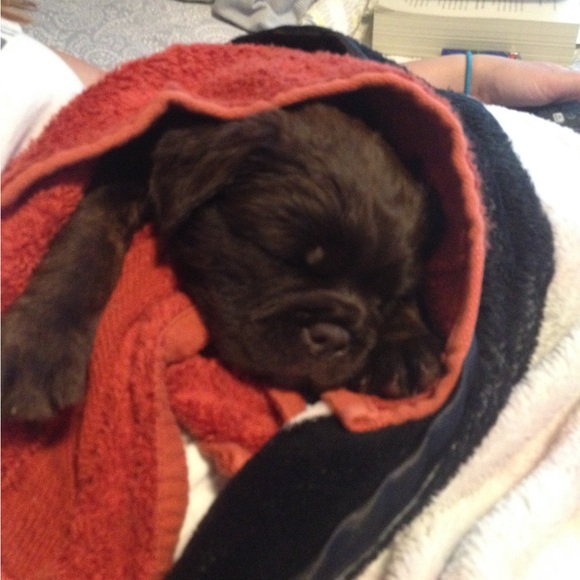 Meet your Posher, Alli - Picture 7 of 8